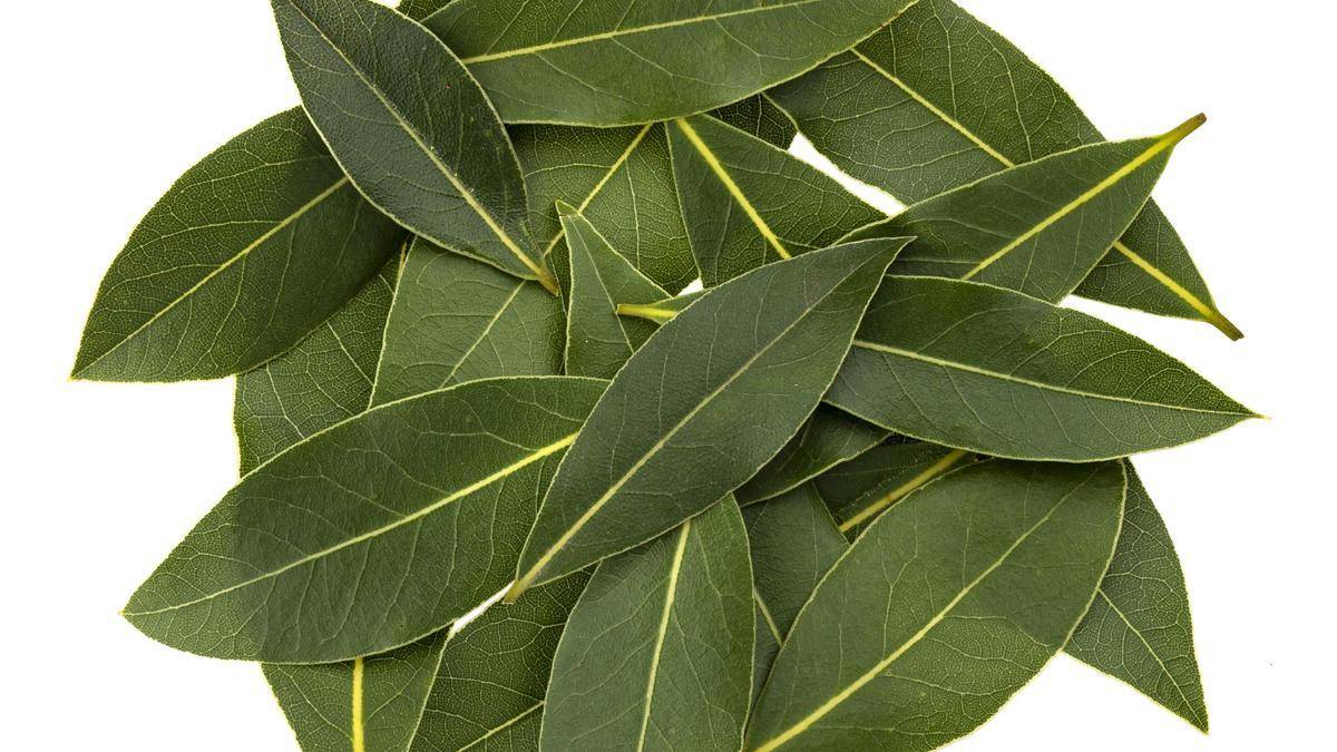 laurel Hoja De Laurel Kg - Imagen 1